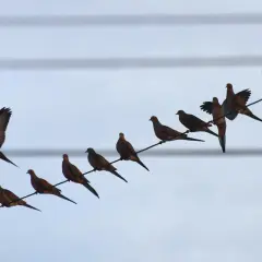 Une volée de colombes perchées sur des fils électriques, une question se pose : pourquoi les oiseaux ne sont pas électrocutés ? Ils ne touchent qu'un seul fil.