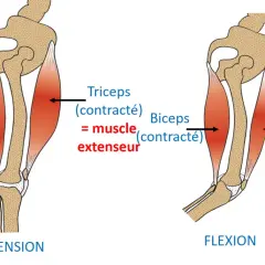 Le biceps fléchisseur se contracte, le triceps extenseur se relâche lors de la flexion du bras. Le mouvement inverse se produit lors de l'extension.
