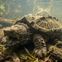 Une tortue alligator préhistorique émerge des profondeurs boueuses, sa gueule ouverte révélant une langue rose.