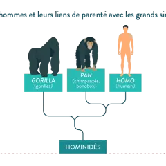 Arbre généalogique montrant les liens entre gorilles, chimpanzés, bonobos et humains. La définition des hominidés pour la 6ème est illustrée.