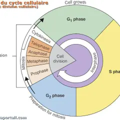 Schéma du cycle cellulaire : interphase (G1, S, G2) et mitose (prophase, métaphase, anaphase, télophase, cytokinèse).
