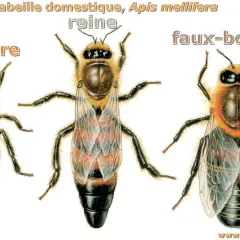 Illustration des 3 sortes d'abeilles : ouvrière, reine et faux-bourdon. Chacune a son rôle dans la ruche.