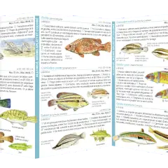 Illustration de poissons côtiers, montrant la diversité des espèces et leur profondeur de recherche de poissons.