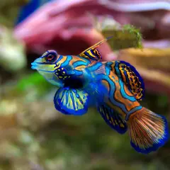 Un poisson rare et beau, un mandarin aux couleurs vives, nage dans un récif corallien.