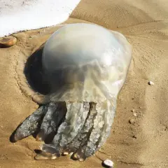 Une grosse méduse échouée sur le sable, près de la mousse de l'eau. Une petite méduse échouée sur la plage.