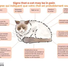Ce chat, aux signes de malaise, semble-t-il sent sa mort venir ? L'image liste les indices de souffrance féline : irritabilité, perte d'appétit, repli sur soi, etc.