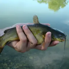 Main d'un pêcheur tenant un poisson-chat, un poisson-chat potentiellement dangereux pour l'homme, avec des barbillons caractéristiques.