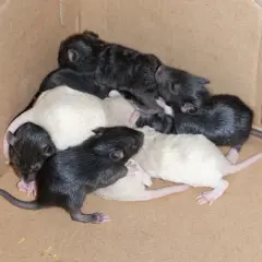Une portée de ratons nouveau-nés, noirs et blancs, se blottissent ensemble dans une boîte en carton.