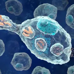 Un globule blanc, exemple de ce que veut dire bio, phagocyte des bactéries. Il est entouré d'autres cellules.