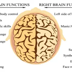Vue aérienne du cerveau divisé en zones : fonctions du cerveau gauche (logique, langage) et du cerveau droit (créativité, émotions).
