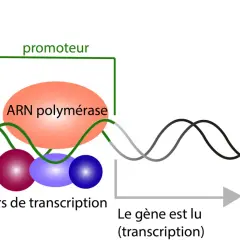 Schéma de la transcription : l'ARN polymérase, guidée par des facteurs de transcription, lit le gène au niveau du promoteur pour initier la transcription.