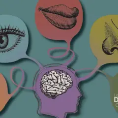 Cerveau relié à des bulles représentant les sens : œil, bouche, nez, oreille, doigt. Une illustration qui explore la liste des 21 sens du corps humain.