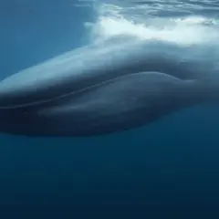 Une baleine bleue émerge, son souffle créant des remous à la surface. Un signe de vie, peut-être lié à la gestation baleine bleue.