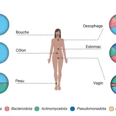 Diagramme montrant le nombre de bactéries dans le corps humain, avec des camemberts illustrant la composition des microbiotes dans la bouche, le côlon, la peau, l'œsophage, l'estomac et le vagin.