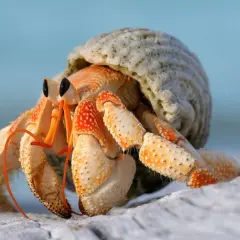 Un bernard l'hermite, avec ses pattes orangées et sa coquille blanche, explore le sable.