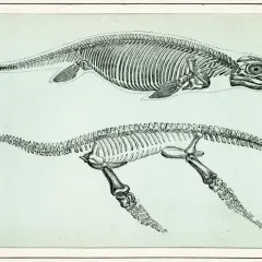 Squelettes de créatures marines préhistoriques, des animaux qui vivaient bien avant les dinosaures.