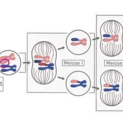 Schéma de méiose montrant la réplication, la méiose I et la méiose II. Une anomalie, comme une trisomie, pourrait survenir si les chromosomes ne se séparent pas correctement.