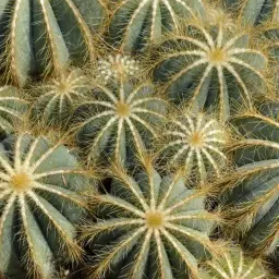 Gros plan sur plusieurs cactus sphériques aux épines dorées, illustrant la diversité des cactaceae sous ordres.