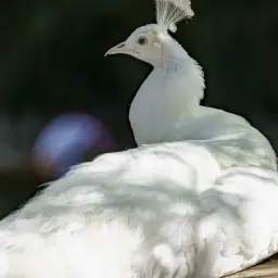 Un magnifique paon blanc, majestueux et immaculé, repose sur un tronc d'arbre. Ses plumes d'un blanc pur contrastent avec le fond sombre et verdoyant.