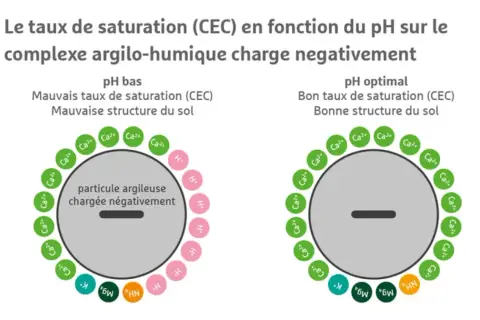 Le complexe argilo-humique chargé négativement montre une mauvaise structure du sol à pH bas, avec peu de cations. À pH optimal, la structure s'améliore avec plus de cations.