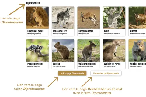 Images de marsupialia sous ordres : kangourou, koala, wombat, numbat, quokka, wallaby, phalanger volant. Lien vers la page taxon Diprotodontia.