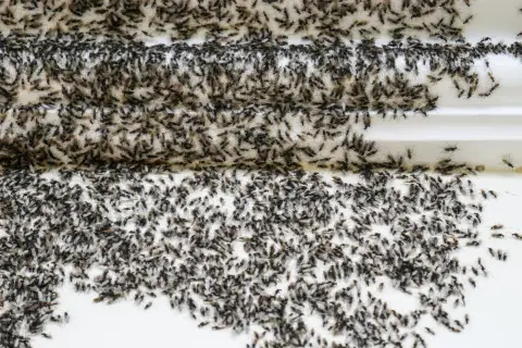 Une nuée de fourmis volantes, certaines avec des ailes, se presse sur une surface blanche.