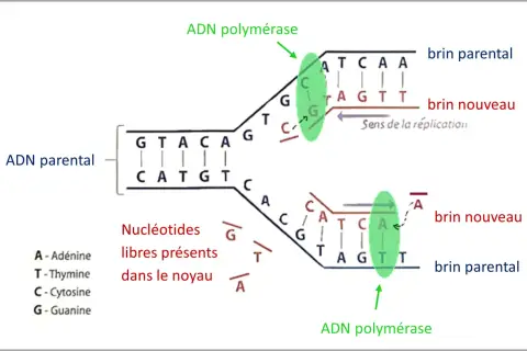 Schéma illustrant la réplication de l'ADN. L'ADN polymérase crée de nouveaux brins à partir de brins parentaux, utilisant des nucléotides libres.