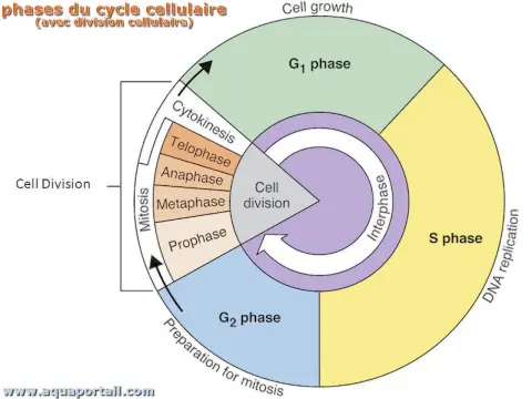 Cycle Cellulaire - Comprendre ses étapes et contrôles
