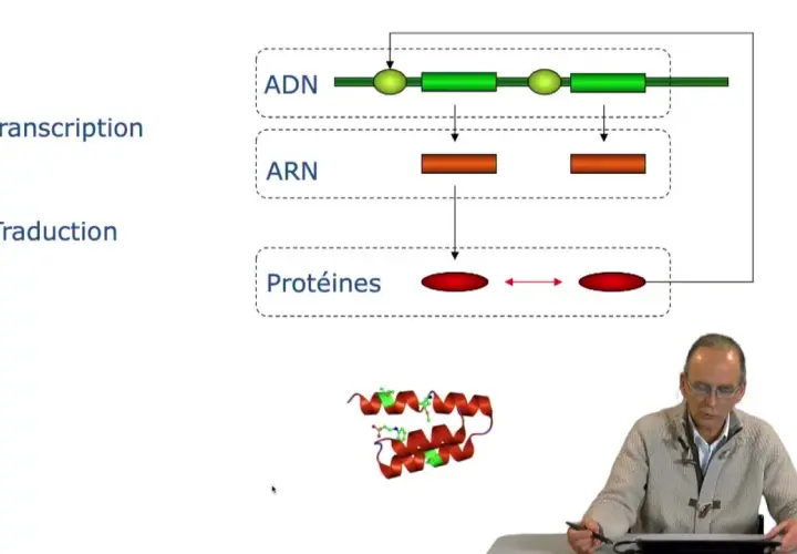 Schéma de la transcription et traduction de l'ADN en ARN puis en protéines, illustrant le code acide aminé. Une structure protéique est visible.