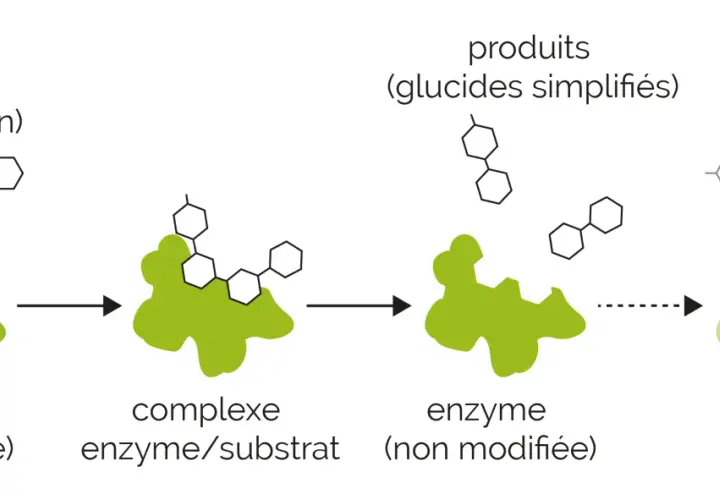 Schéma de l'action enzymatique : un substrat (amidon) se lie à une enzyme (amylase) pour former un complexe enzyme/substrat, puis des produits (glucides simplifiés) sont libérés.