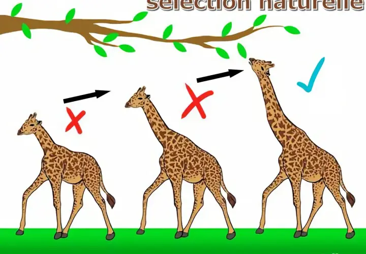 Trois girafes illustrent la sélection naturelle : les plus courtes ne peuvent atteindre les feuilles, tandis que la plus longue y parvient.