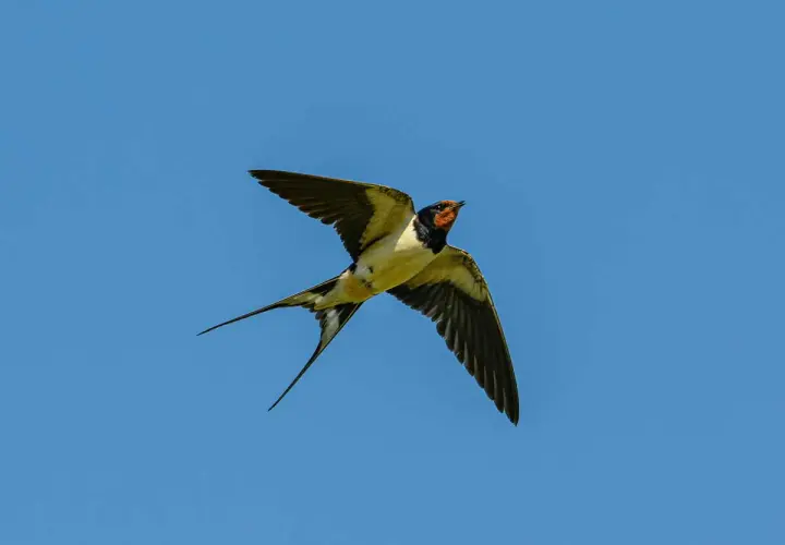 Une hirondelle aux longues queues effilochées plane dans un ciel bleu clair. Elle chasse peut-être des insectes, expliquant pourquoi les hirondelles volent bas.