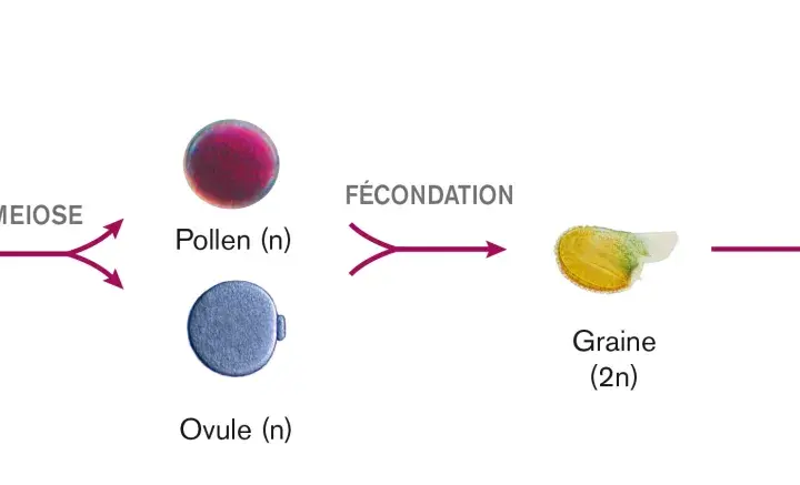 Schéma illustrant le cycle de reproduction d'une plante, de la méiose à la fécondation, produisant une graine puis une plante fille génétiquement différente.