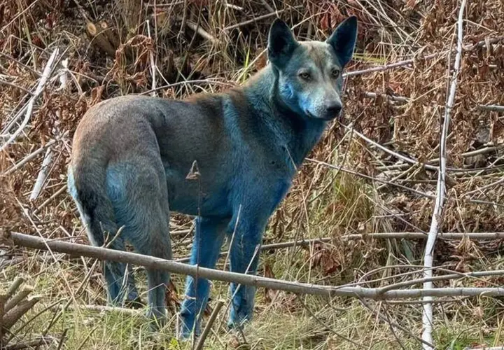Un chien au pelage bleu étrange, peut-être un signe de mutation chez les animaux de Tchernobyl, se tient dans un environnement boisé.
