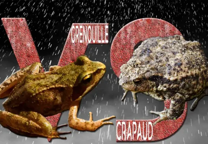 Grenouille et crapaud, deux amphibiens aux différences notables, se font face sous une pluie battante.