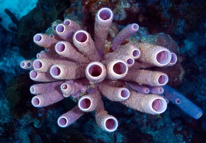 Un bouquet de tubes violets, comme une **éponge de mer** tubulaire, s'épanouit dans les profondeurs bleues.