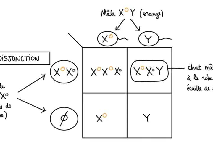 Diagramme de Punnett illustrant la non-disjonction des chromosomes sexuels chez un chat. Un mâle XY (orange) produit des gamètes X° et Y. Une femelle X°X° (écaille de tortue) produit des gamètes X°. Une combinaison anormale X°X°Y donne un chat mâle à l...