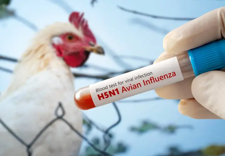 Un poulet est testé pour la grippe aviaire H5N1. Un tube à essai contenant du sang est tenu par une main gantée, avec le texte "H5N1 Avian Influenza" visible.