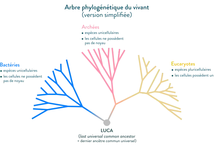 Arbre phylogénétique simplifié montrant la classification des êtres vivants : Bactéries, Archées et Eucaryotes, issus d'un ancêtre commun.