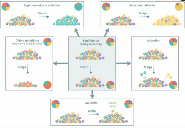 Schéma illustrant les facteurs qui influencent l'équilibre de Hardy Weinberg : appariement non aléatoire, sélection naturelle, dérive génétique, migration et mutation.