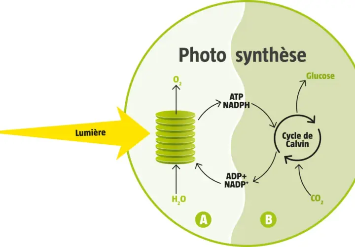 Schéma illustrant la phase photochimique de la photosynthèse : la lumière active les réactions dans les thylakoïdes (A) pour produire ATP et NADPH, essentiels au cycle de Calvin (B).