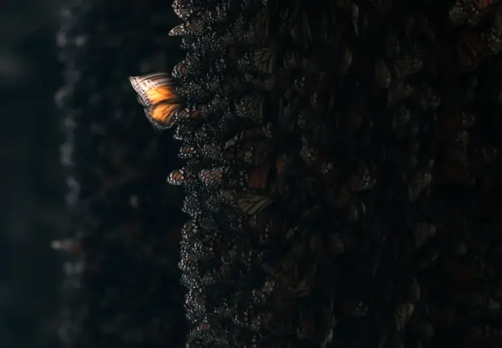 Un papillon monarque isolé, aux ailes orange vif, s'envole d'une masse sombre de papillons, illustrant l'effet papillon def.