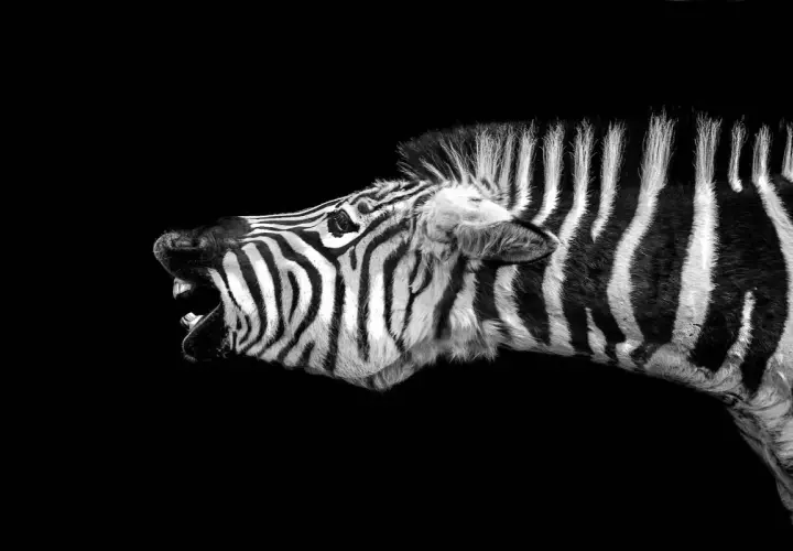 Un animal noir et blanc, une zèbre, rugit avec sa bouche ouverte, révélant ses dents.
