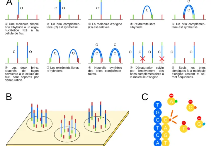 Illustration du séquençage haut débit : étapes de synthèse et de séparation de brins d'ADN pour l'analyse.