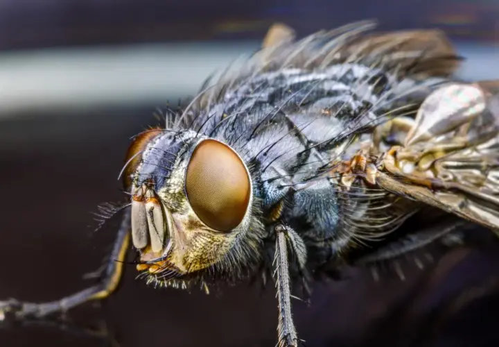 Gros plan sur la tête d'une mouche, révélant ses immenses yeux composés aux reflets dorés, semblables à des yeux de mouche complexes.