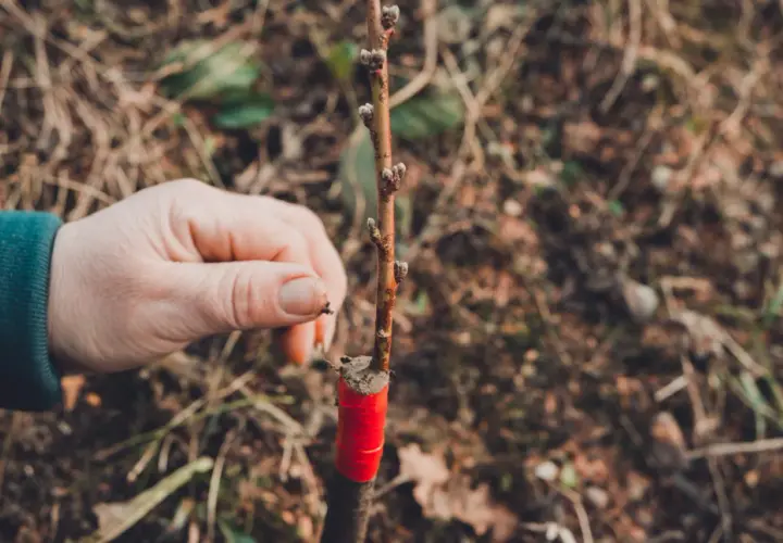 Main d'un jardinier tenant une jeune tige, montrant un type de greffage avec du ruban rouge pour assurer la fusion.