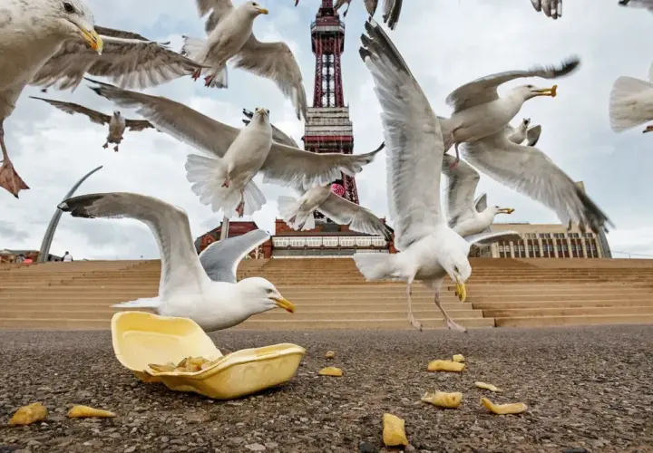 Une nuée de mouettes en vol s'approche d'une barquette de frites abandonnée, avec la tour de Blackpool en arrière-plan.