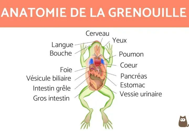 Schéma anatomique d'une grenouille SVT, montrant le cerveau, les yeux, la langue, la bouche, le foie, la vésicule biliaire, l'intestin grêle, le gros intestin, les poumons, le cœur, le pancréas et la vessie urinaire.