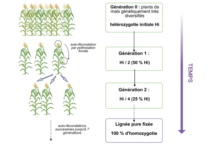 Schéma illustrant la domestication des plantes par auto-fécondation successive de maïs, réduisant l'hétérozygotie jusqu'à une lignée pure fixée.