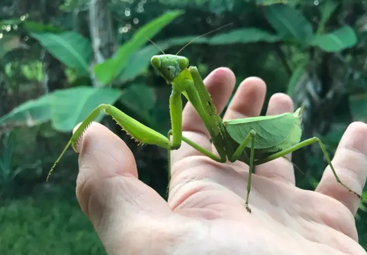Une mante religieuse géante, d'un vert éclatant, se repose sur une main humaine, ses pattes épineuses prêtes à l'action.